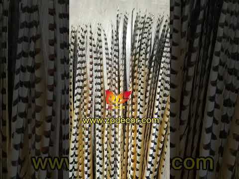 Zpdecor Wholesale Natural Reeves Pheasant Feathers for Carnival Costumes