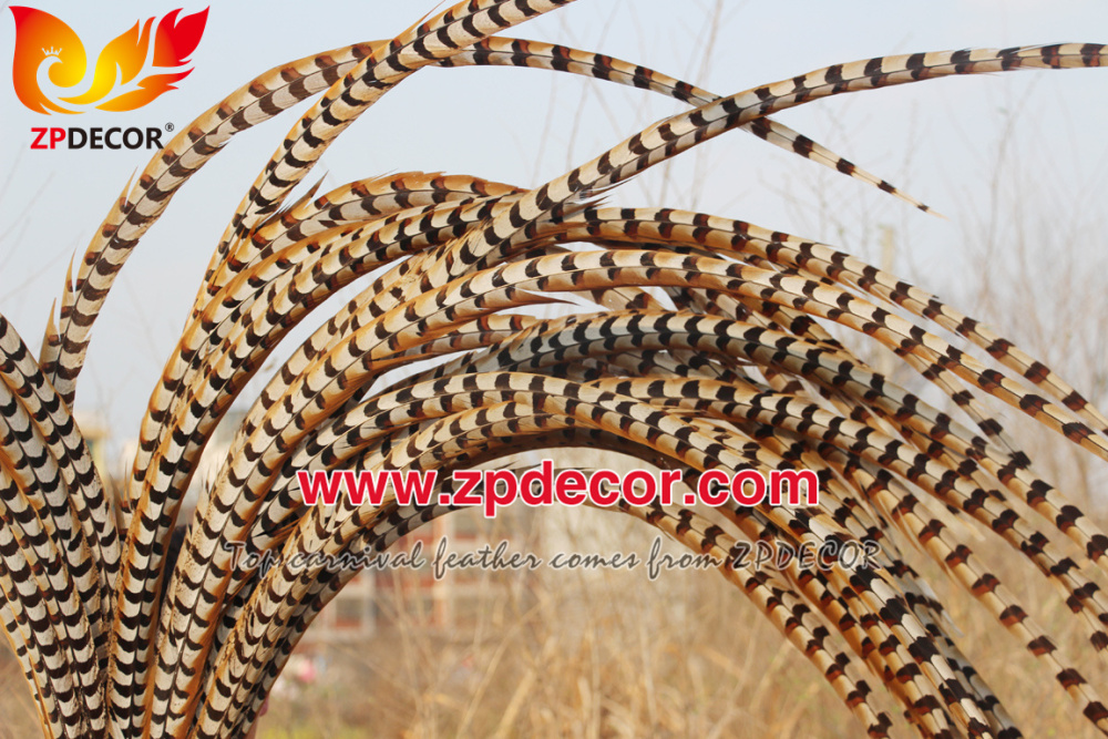 Zpdecor Feathers Wholesale 140-150cm Super Long Natural Reeves Pheasant Tail Feathers