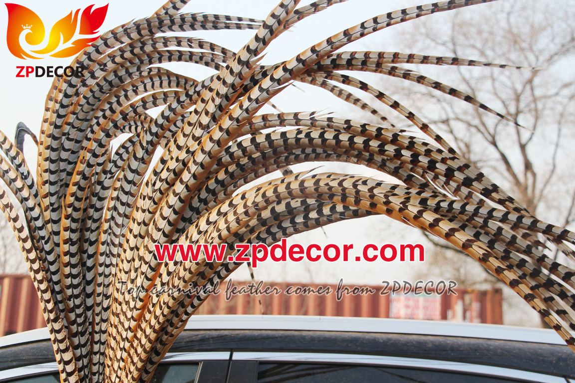 Zpdecor Feathers Wholesale 140-150cm Super Long Natural Reeves Pheasant Tail Feathers