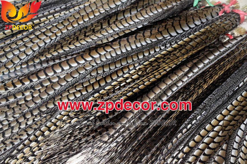 Zpdecor Feathers Factory Wholesale 90-100cm Natural Lady amherst tail pheasant feather
