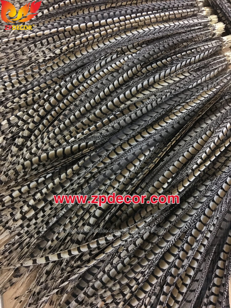 Zpdecor Feathers Factory Wholesale 90-100cm Natural Lady amherst tail pheasant feather