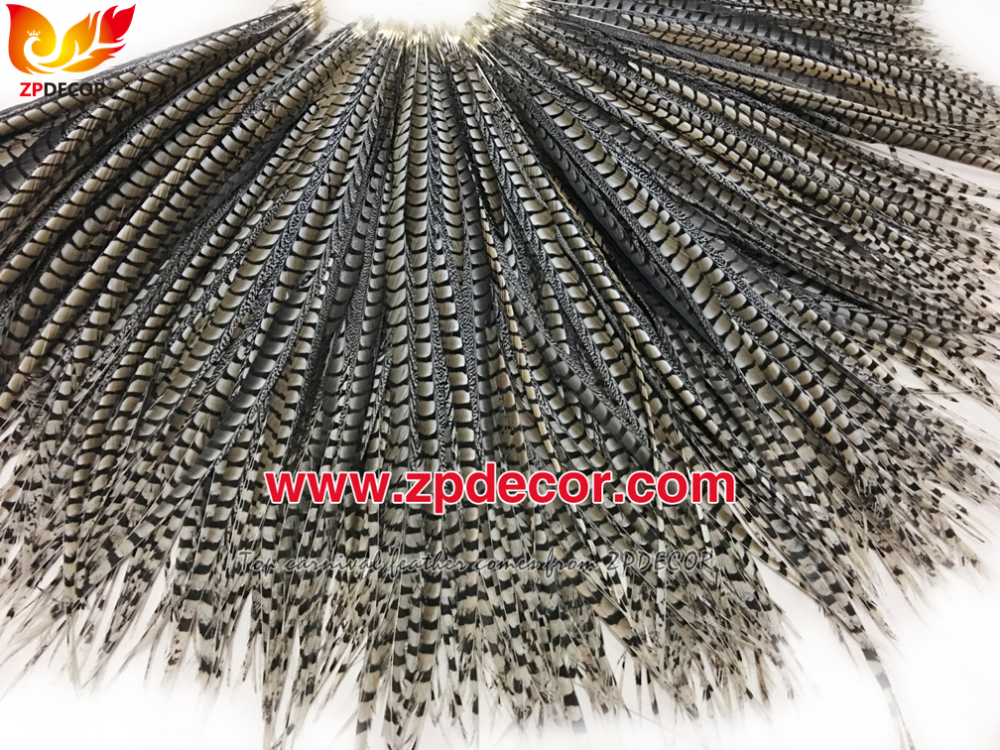 Zpdecor Feathers Factory Wholesale Natural Lady amherst tail pheasant feather
