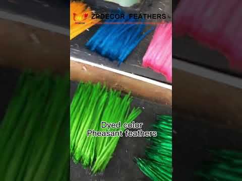 Zpdecor Feathers Factory Wholesale 50-55 cm Bleached Dyed Ringneck Pheasant Tail Feathers for Carnival Costumes