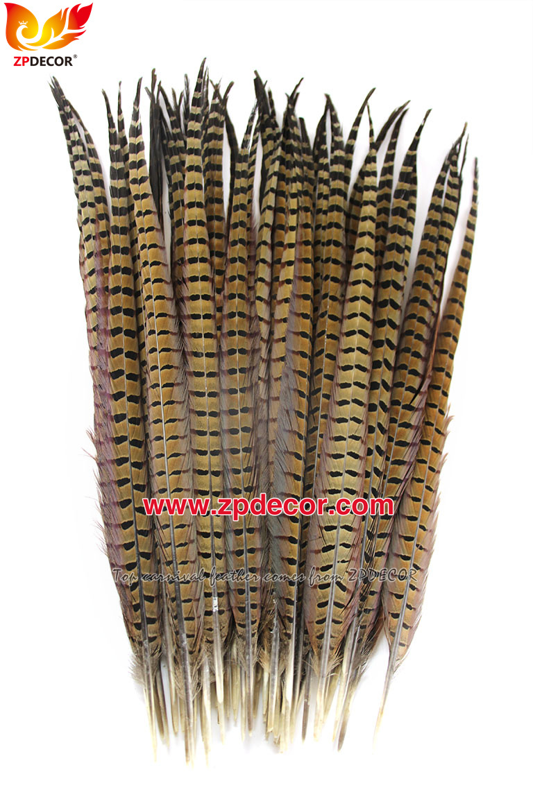 Zpdecor Feathers Factory Wholesale 50-55cm Natural Ringneck Pheasant Tail Feathers for Carnival Costumes