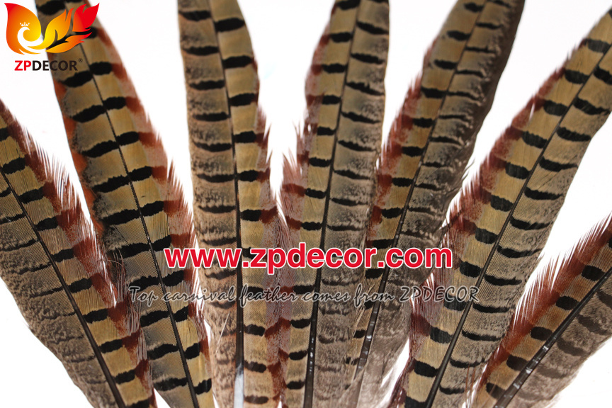 Zpdecor Feathers Factory Wholesale 25-30 cm Natural Ringneck Pheasant Tail Feathers for Amazon Seller