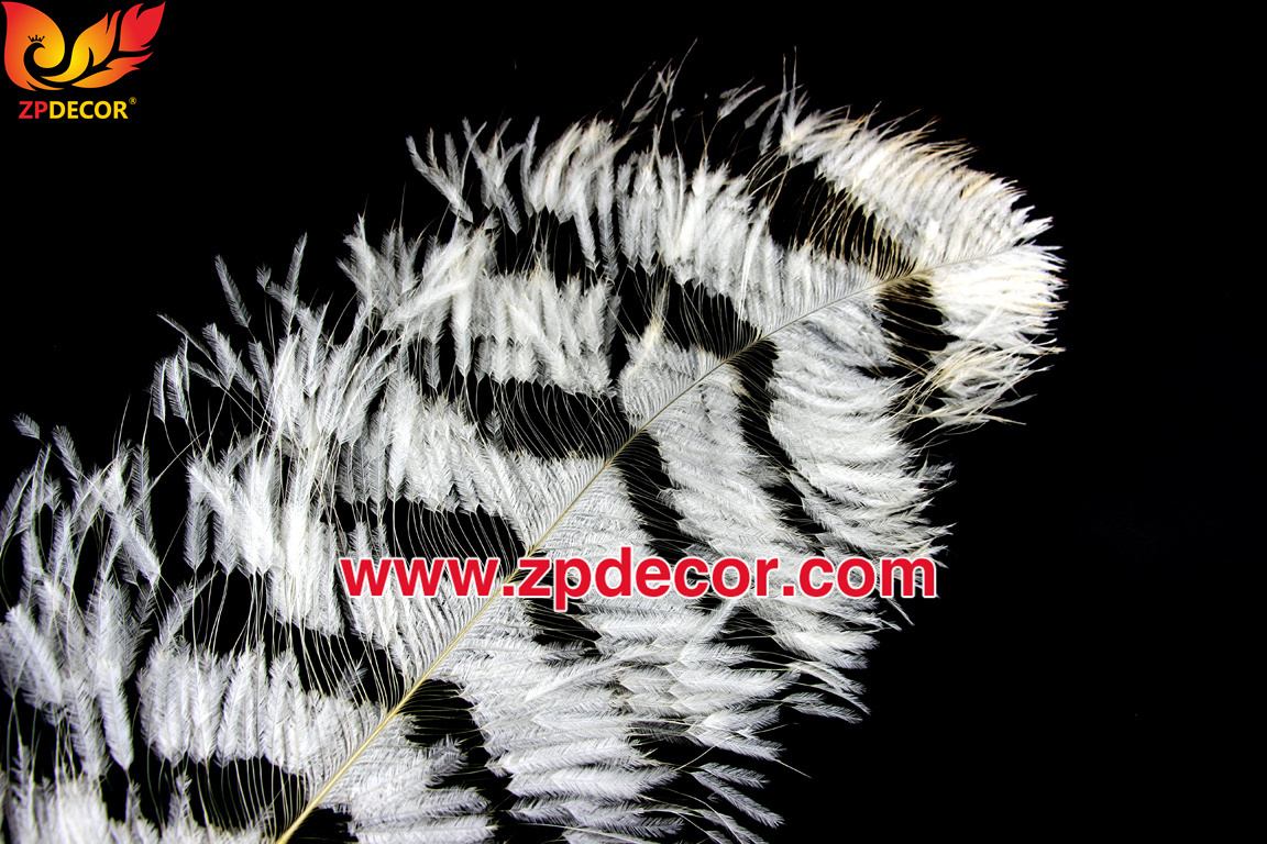 Zpdecor Feathers Factory Wholesale Sintering Process Ostrich Feathers for Fashion Costumes Design