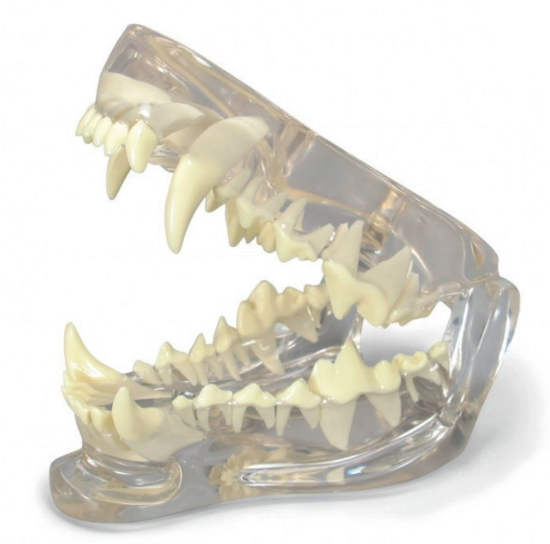 Dog tooth model