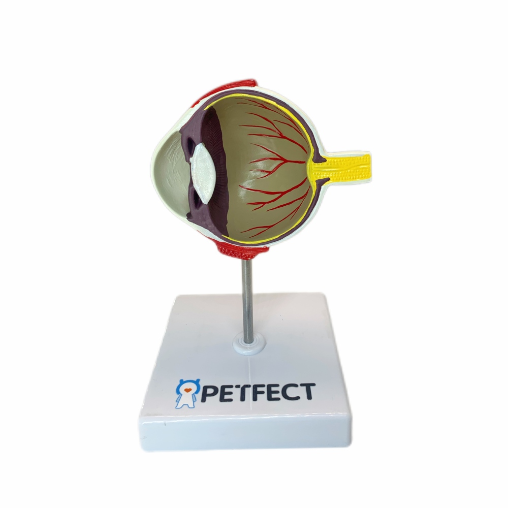 Dog Eye Model |11*11*18