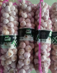 NORMAL WHITE GARLIC--Antibacterial and anti-inflammatory, reduce colds