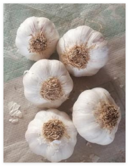 Normal white bearded garlic