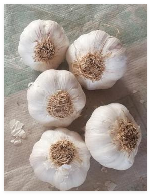 Normal white bearded garlic