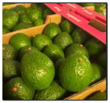 KENKY HASS AVOCADO