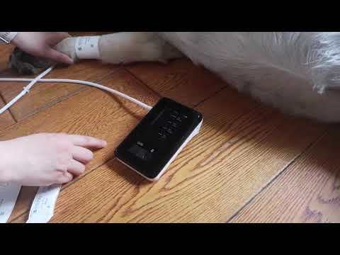 Veterinary Blood Pressure Monitor for Dogs & Cats with 5 Cuffs - BMN35