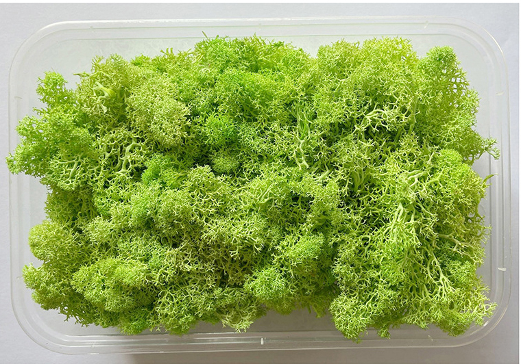 Immortal Moss