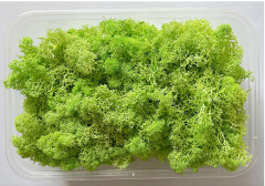 Immortal Moss