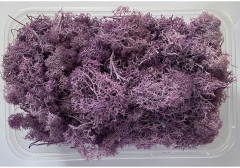 Immortal Moss