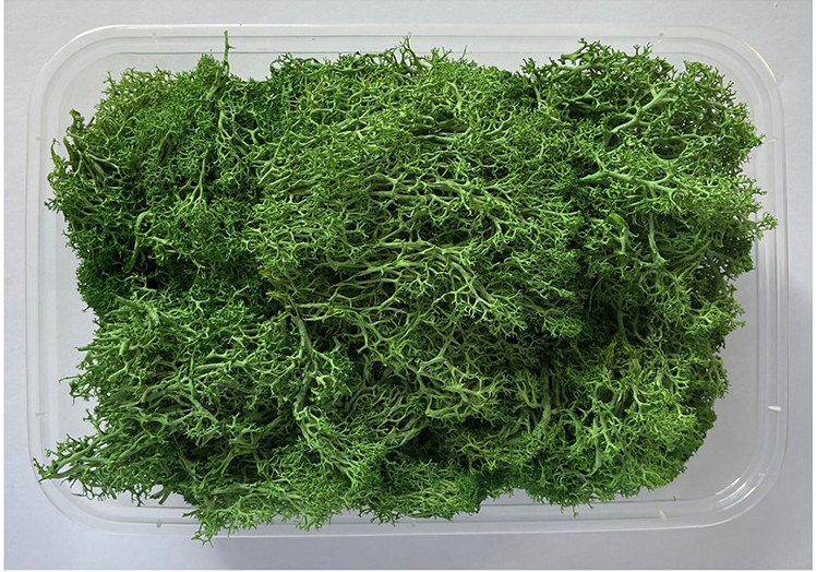 Immortal Moss