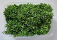 Immortal Moss