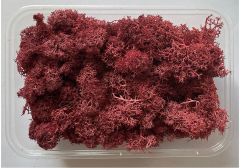 Immortal Moss