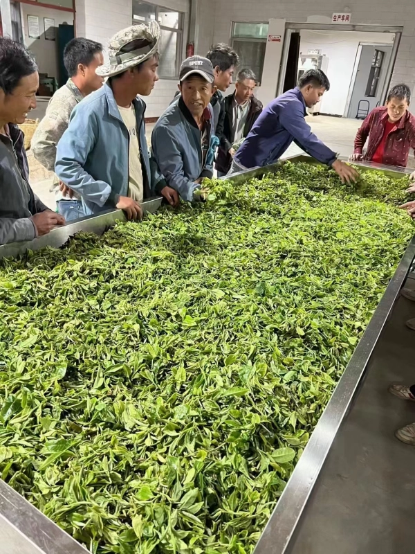 2024 Yiwu Mint Pond Ancient Tree