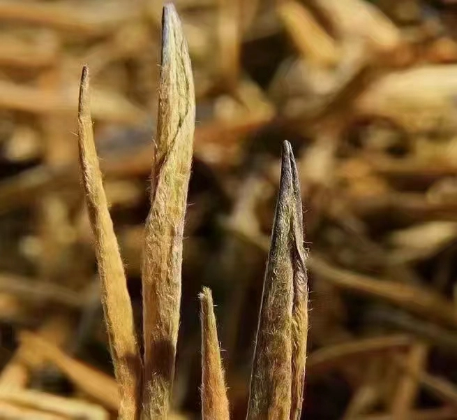 2024 Fengqing Yunnan Red Special Golden Needle