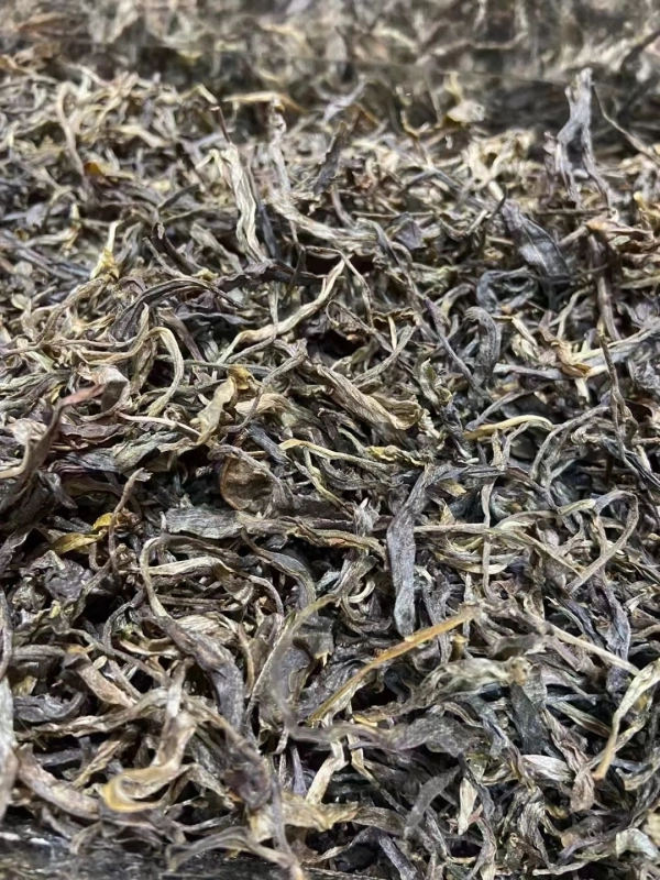 2024 Yiwu Mint Pond Ancient Tree