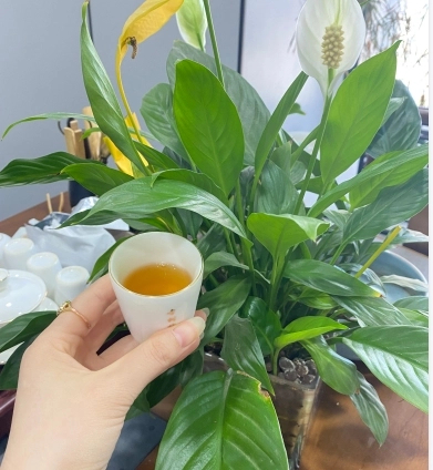 2022 Pure Ancient Tree White Tea