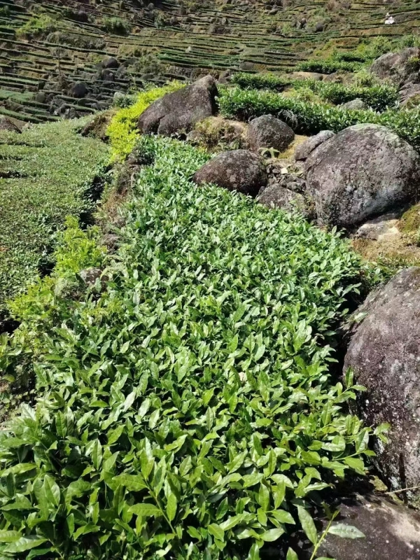 In 2024, the first spring of Anxi Tieguanyin