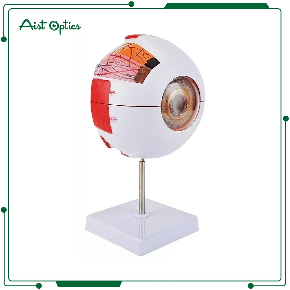 TB-01 Anatomical Eye Model,Glasses Other Tools