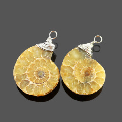 Fossil Ammonite 2