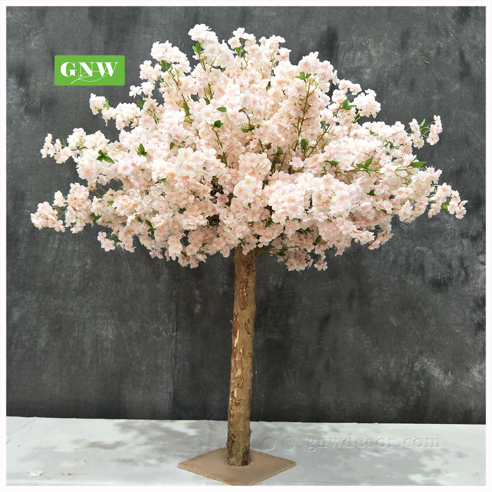 Cherry blossom tree 150cm high