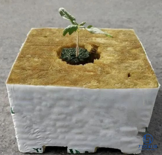 Rock wool grow cube with young seedling – professional transplanting substrate showing strong root growth by Liluan Technology