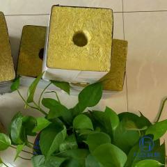 Rock wool grow cube with superior transplanting substrate showing healthy plant roots – professional hydroponic growing block by Liluan Technology