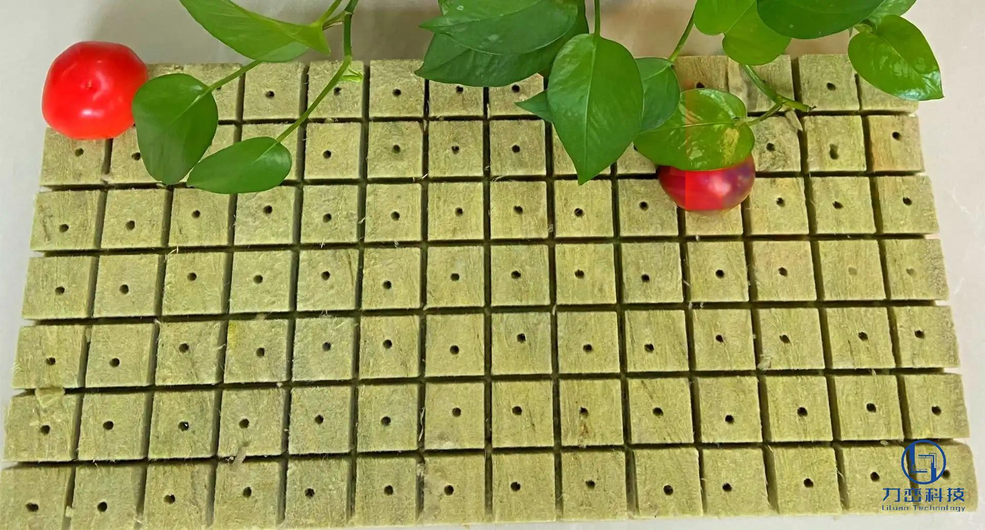 Rock wool seedling plug mat with superior air and water balance showing healthy green plants and tomato - hydroponic growing tray by Liluan Technology