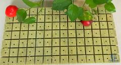 Rock wool seedling plug mat with superior air and water balance showing healthy green plants and tomato - hydroponic growing tray by Liluan Technology