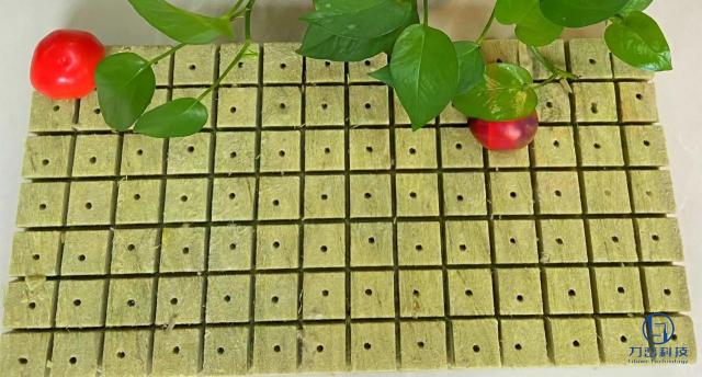 Rock wool seedling plug mat with superior air and water balance showing healthy green plants and tomato - hydroponic growing tray by Liluan Technology