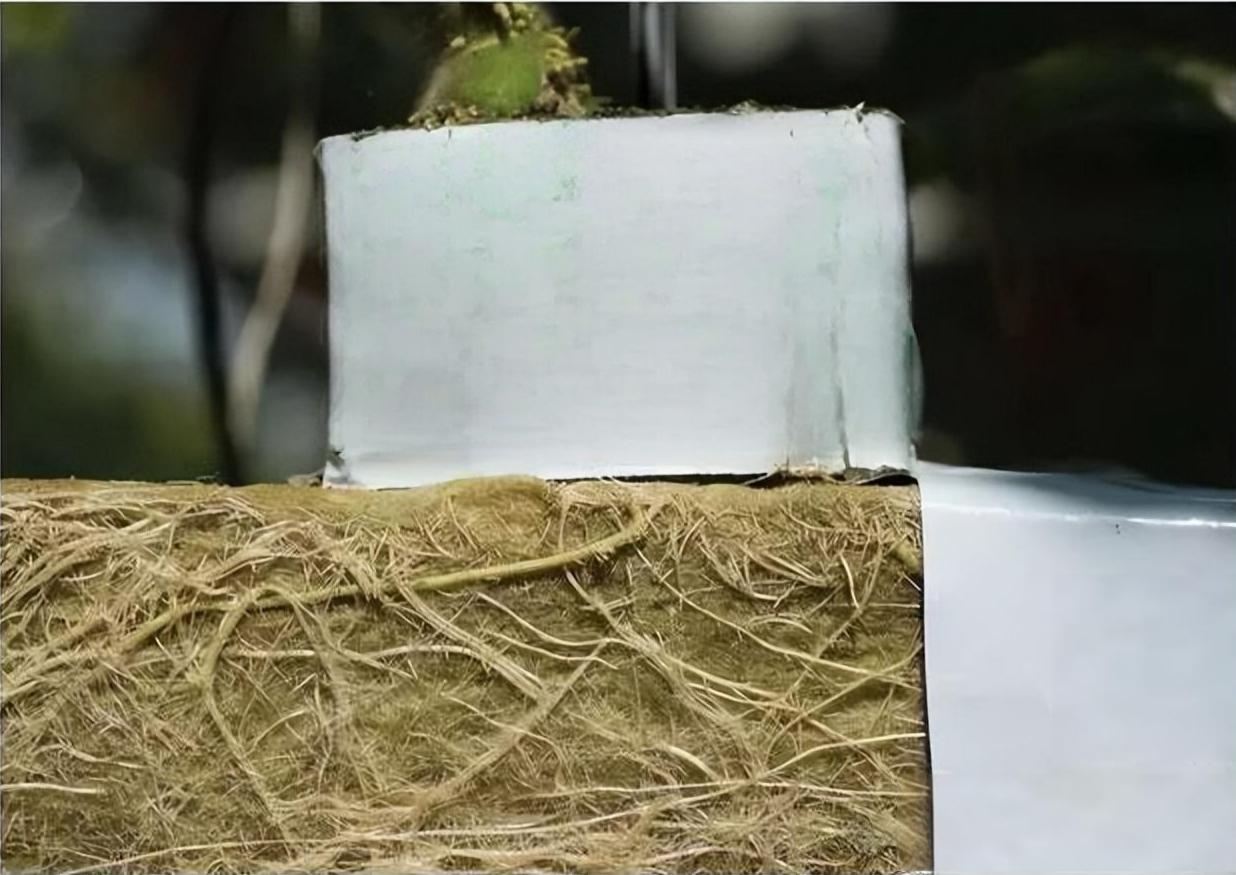 Rock wool grow cube with strong healthy seedling on top and dense white roots fully developed inside &ndash; professional transplanting substrate for hydroponics and seedlings by Liluan Technology