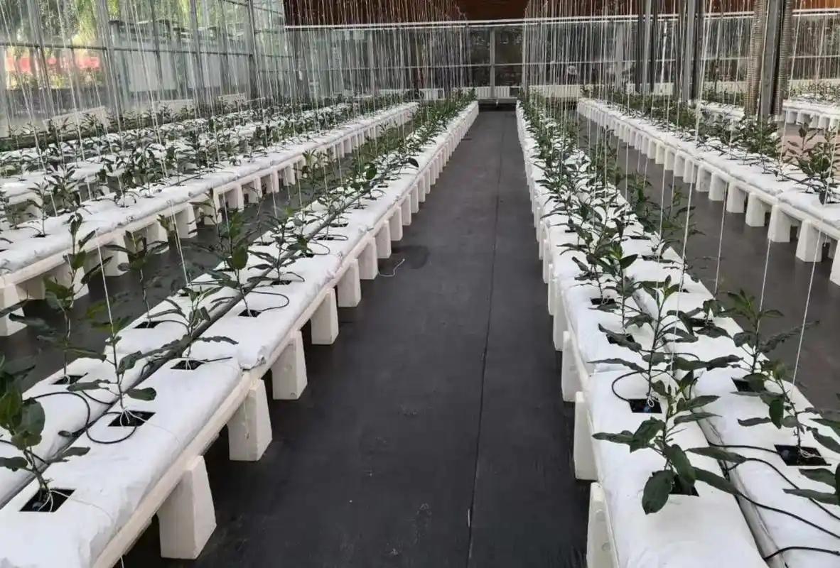 Large-scale professional rock wool growing slab cultivation system in modern greenhouse with rows of healthy young plants &ndash; soilless hydroponic setup by Liluan Technology