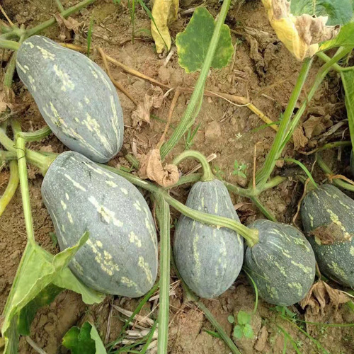 Wanhui Taro-Flavored Pumpkin - Nutrient-Rich, Fragrant Vegetable