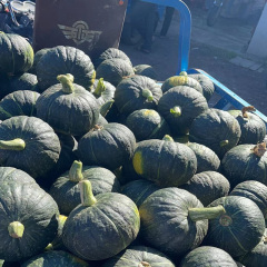 Golden Fragrant Pumpkin - Green Food Fresh-Keeping Chestnut Pumpkin | Wanhui