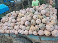 Golden fragrant pumpkin