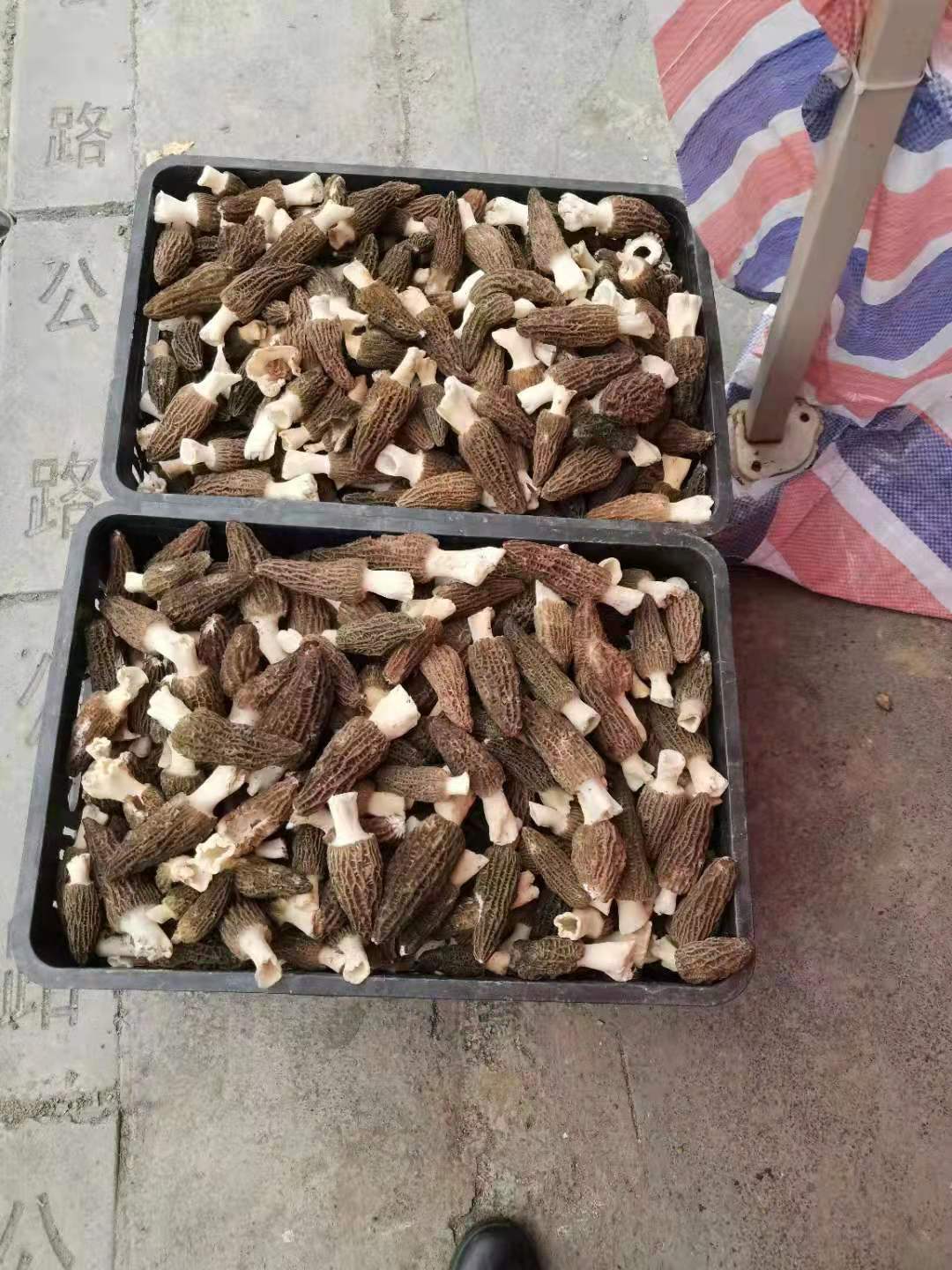 True Morels Wholesale Premium Guizhou Morels for B2B Suppliers
