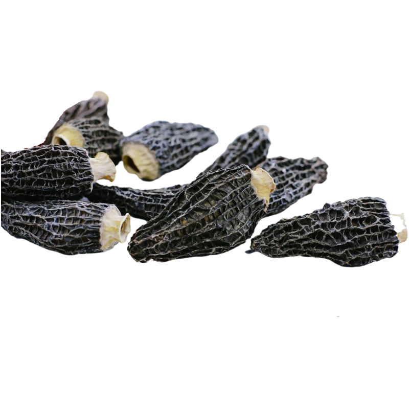 Morchella Esculenta