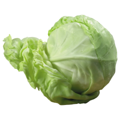 Cabbage