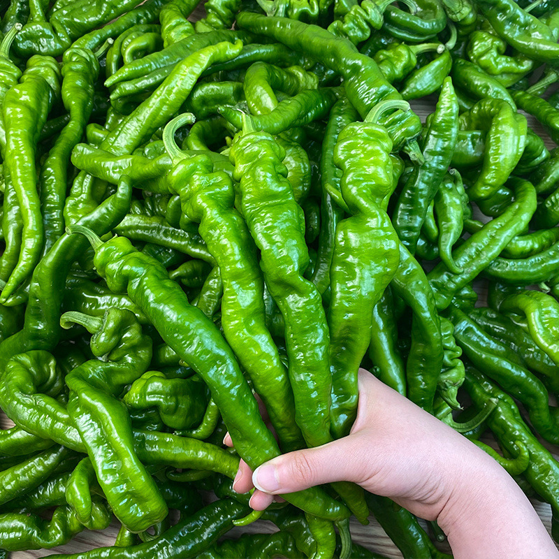 Wanhui Premium Long Pepper - Exotic and Aromatic Spice
