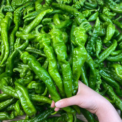 Wanhui Premium Long Pepper - Exotic and Aromatic Spice