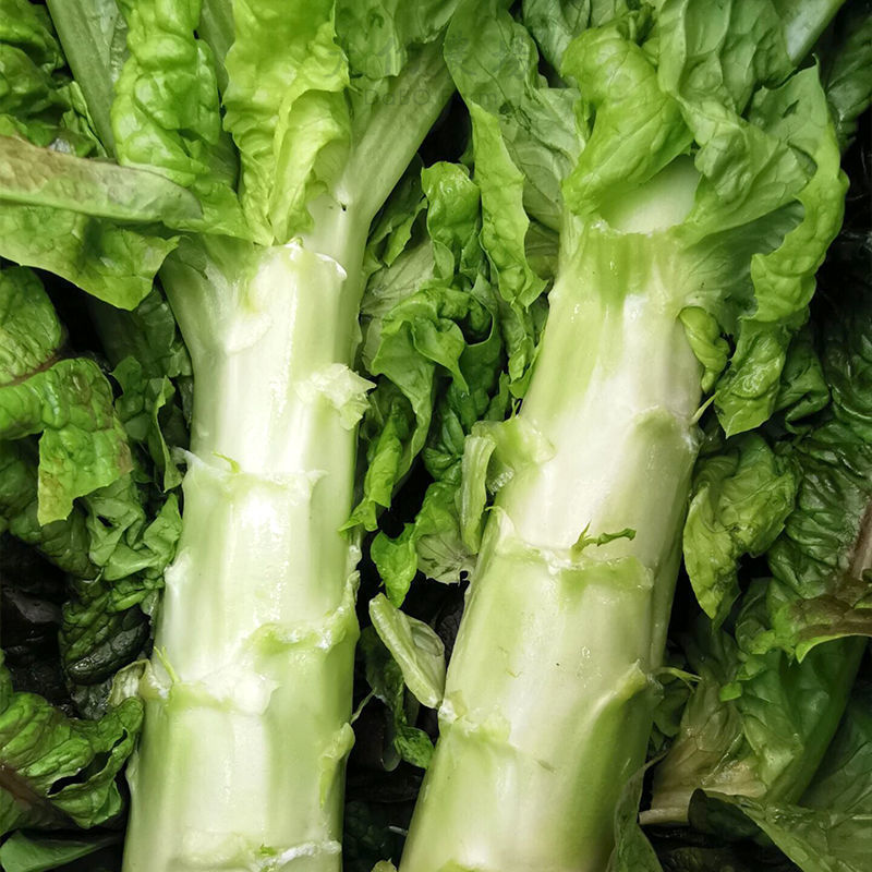 Wanhui's Crisp Garden Fresh Lettuce - Naturally Grown