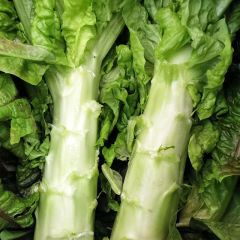 Wanhui's Crisp Garden Fresh Lettuce - Naturally Grown