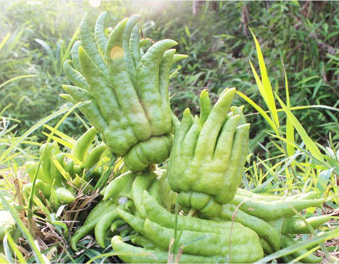 Chayote