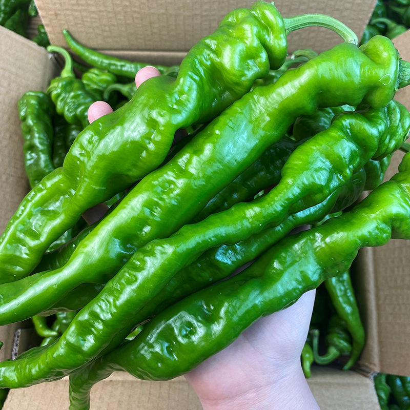 Wanhui Premium Long Pepper - Exotic and Aromatic Spice